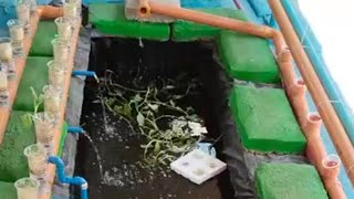 AQUAPONICS