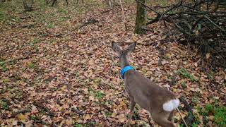 Capture and translocation of rehabbed deers at ACDB