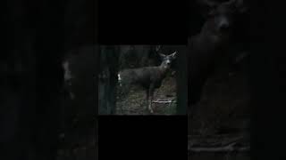 Hybrid?  Mule Deer or Blacktail