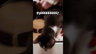 Cat invades closet - part 2