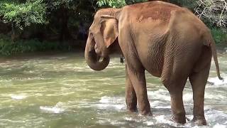 Elephant Riding Experiences in Cambodia