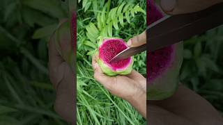 First Time Dragon Fruit Cutting #shorts #youtubeshorts #dragonfruit