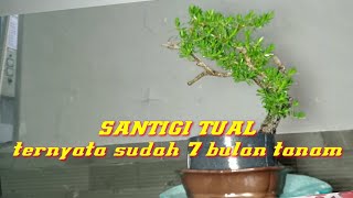 program bonsai the max | ganti pot keramik santigi tual usia tanam 7 bulan