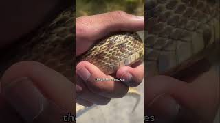 How snakes move!