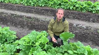 Le Potager du Château de Prangins - La rhubarbe