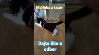 Mafinka a laser #cat