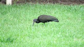 CORÓ-CORÓ (Mesembrinibis cayennensis)