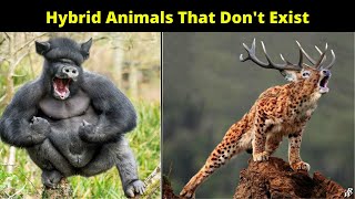 Funny Hybrid Animals And It's A Shame That They Don't Exist