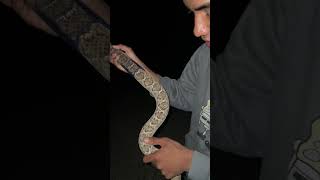 Biggest rattlesnake species in AZ.