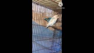 Blue mask double factar male blue spilt ino female #lovebird