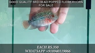 Head popped srd flowerhorn for sale