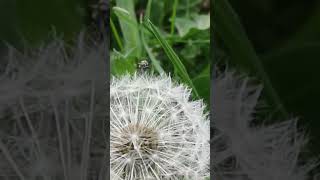 🪰💮 #nature #insects #flowers #beauty #dandelions #blowball #blowballoons