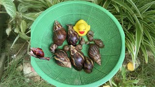 hunting snail ll Mencari bekicot,anak bekicot,anak bebek