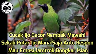 Cucak Ijo Gacor Nembak Mewah! Sekali Putar Ijo Mana Saja Auto Respon Mau Emosi Jamtrok Bongkar Isian