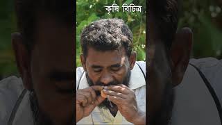 কাজু বাদাম চাষে সফলতা cashew nut farming - কৃষি বিচিত্র #shorts