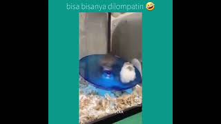 Mice Being Funny | Get set Go | 1 2 3 | Animals Are Funny | Enjoy the vibes |  Like