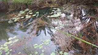 Banyak tanaman teratai, di parit kecil perkebunan kelapa sawit, kegiatan hari ini seru sekali