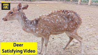 Animal Theater Deer Satisfying Video