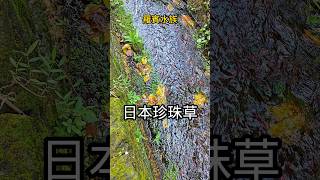 水溝發現日本珍珠草