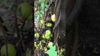 Wild Fig Fruit #WildFruit #Fig #nature