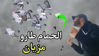 الحمام طارو مزيان فالسماء بفضل واحد الوصفة 🤯 دخل تشوف شنو عطيتهم 🤔