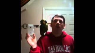 Amazon Parrot Luna Singing