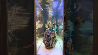 marine aquarium#shorts #aquarium #trending