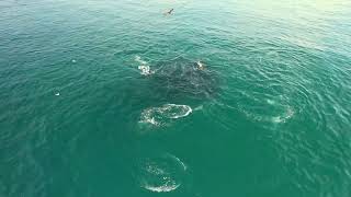 Dolphin and Pelican Feeding Frenzy at Beacons 7-29-2023