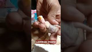 Ngeloloh anakan lovebird mania