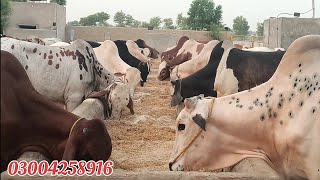 عزیز کیٹل فارم پر بچھڑوں کو فیڈ کرنے کا طریقہ  How to Feed Calves on Aziz Cattle Farm