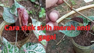 cara stek sirih merah anti gagal