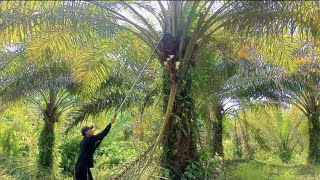 KEMARAU PANJANG BUAH SAWIT KURANG PELEPAH SAWIT IKUT KERING