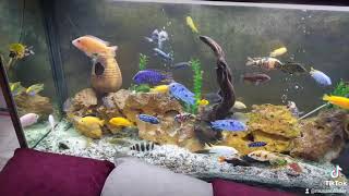 African Cichlid tank