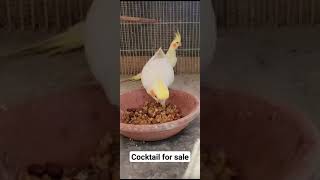 cocktail parrot for sale #pigeon #petdeath #bird #petgrief #kabootar #ultrasound