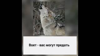 Сонник Волк