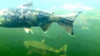 Big Qualicum Fish Hatchery November 4 2014