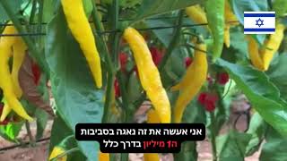 שדה פלפלים חריפים חלק קטן מהחלקה הניסיונית - תכירו את הנאגה הודי הצהוב וכמובן גם את הריפר🥵