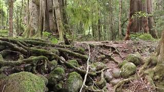 Allyn River Rainforest Walk