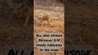 rabid coyote on a flat set, + multiple catches on this episode don't miss it! #trappingseries