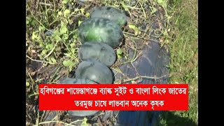 GTv Bangla.24 News//8/12/23হবিগঞ্জে তরমুজ চাষে লাভবান হচ্ছেন অনেক কৃষক।