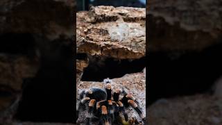 She don't give a **** 👀 #spider #arachnid #tarantula  #mexicanredknee #Brachypelmahamorii