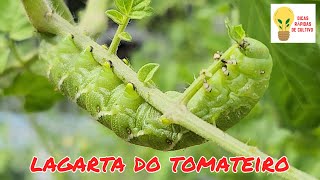 COMO ELIMINAR A LAGARTA DO TOMATEIRO - Dicas Rápidas de Cultivo Episódio 4