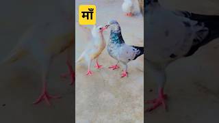 MERI MAA #shorts #viral #pigeon #nafeespigeon