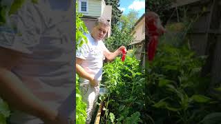 First harvest spicy chilli pepper from DIY planter #shorts