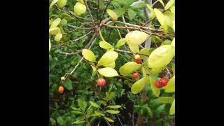 Urban Foraging: Simpson Stopper And Podocarpus