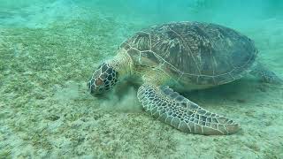 Blue lagoon turtle and me