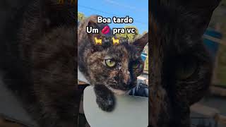 #oquedeusestafazendoagora #reflexão #mudaravidadaspessoas #sabio #sabedoria #viralvideo #gatos #pets