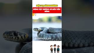 Động vật lìa đầu vẫn có thể sống #trending #tintuc #khampha #giaitri #funny #yeah #reviewphim