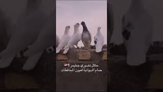 ارافل قجم حمام أهالي الديوانية