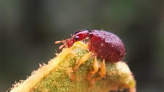 Insect rolls leaf to lay eggs #reels #nature #bug